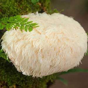Hericium Erinaceus