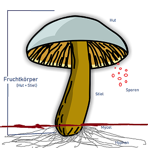 Der Pilz im Überblick