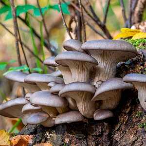 Pleurotus ostreatus