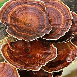 Reishi